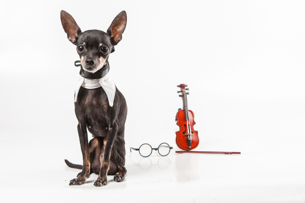 Bark like a viola • Hello Classical